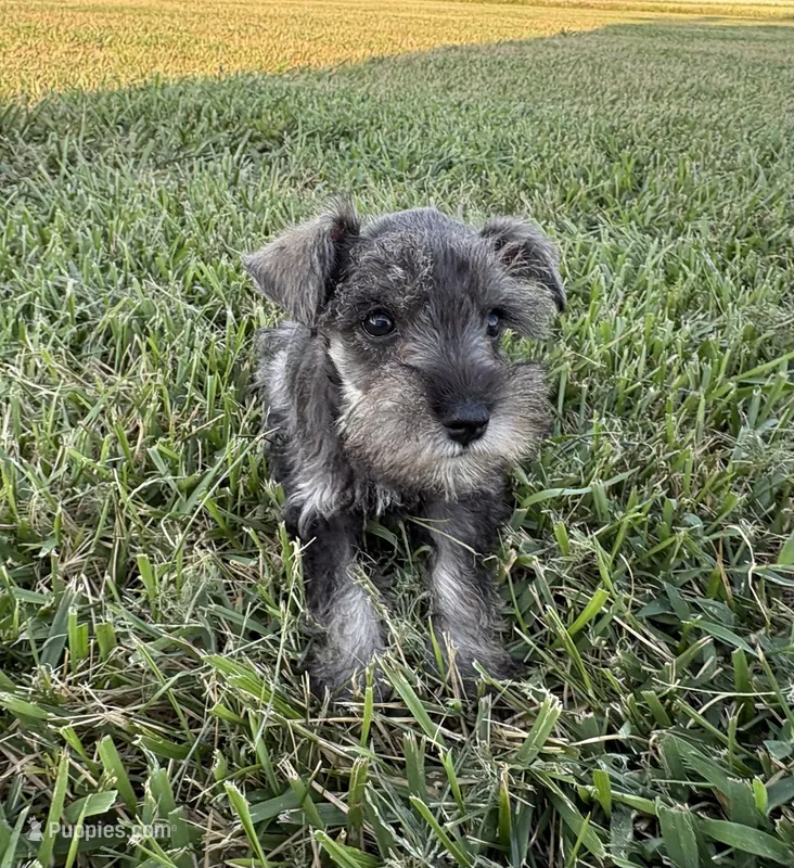 Isaiah – Miniature Schnauzer puppy for sale in Adrian, MO