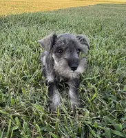 Isaiah, a male Miniature Schnauzer for sale in Adrian, MO – 1 of 1