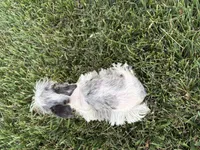 So Tiny Precious, a female Miniature Schnauzer for sale in Adrian, MO – 5 of 5