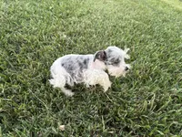 So Tiny Precious, a female Miniature Schnauzer for sale in Adrian, MO – 3 of 5