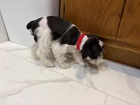 Tinkerbell Red, a female Miniature Schnauzer for sale in Adrian, MO – 6 of 7