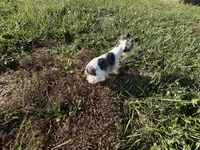 Precious New pics, a female Miniature Schnauzer for sale in Adrian, MO – 10 of 10