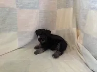 Kash, a male Miniature Schnauzer for sale in Adrian, MO – 4 of 4