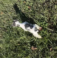 Precious New pics, a female Miniature Schnauzer for sale in Adrian, MO – 2 of 10