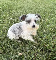 So Tiny Precious, a female Miniature Schnauzer for sale in Adrian, MO – 2 of 5