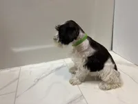 Taylor Green, a female Miniature Schnauzer for sale in Adrian, MO – 5 of 5