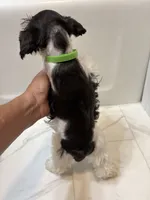 Taylor Green, a female Miniature Schnauzer for sale in Adrian, MO – 4 of 5