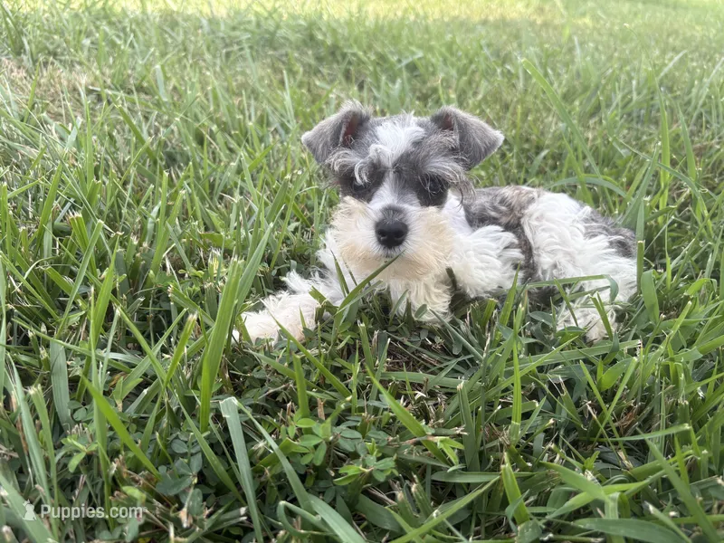 Petite Indigo  – Miniature Schnauzer puppy for sale in Adrian, MO