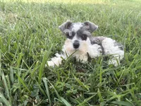 HOLD Indigo , a male Miniature Schnauzer for sale in Adrian, MO – 1 of 4