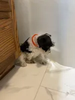 Truffles Orange, a female Miniature Schnauzer for sale in Adrian, MO – 3 of 7