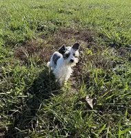 Precious New pics, a female Miniature Schnauzer for sale in Adrian, MO – 8 of 10