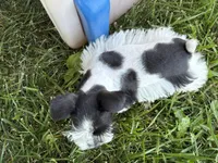 Daisy, a female Miniature Schnauzer for sale in Adrian, MO – 6 of 9
