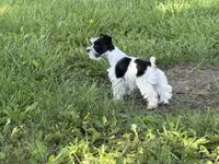 Daisy, a female Miniature Schnauzer for sale in Adrian, MO – 2 of 9