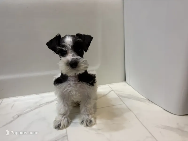Dash – Miniature Schnauzer puppy for sale in Adrian, MO