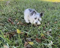 Precious New pics, a female Miniature Schnauzer for sale in Adrian, MO – 5 of 10