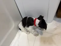 Tinkerbell Red, a female Miniature Schnauzer for sale in Adrian, MO – 7 of 7