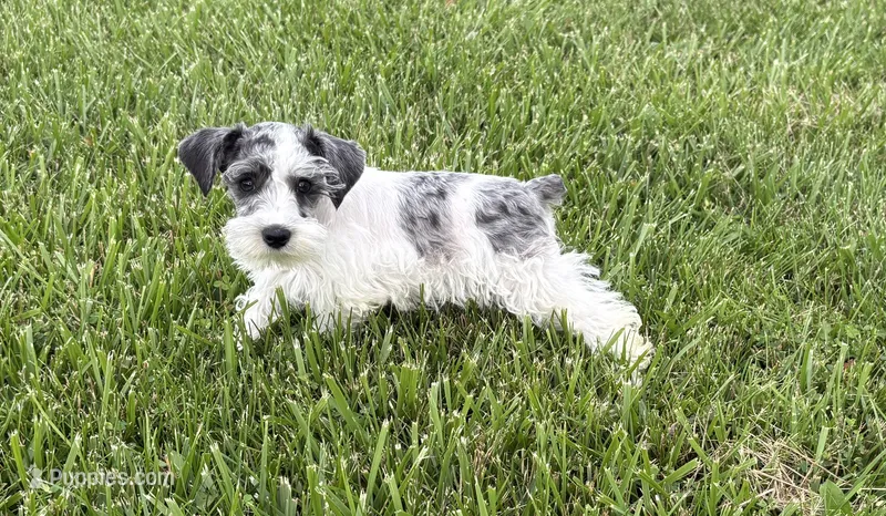 Dottie – Miniature Schnauzer puppy for sale in Adrian, MO