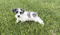 Dottie, a female Miniature Schnauzer for sale in Adrian, MO – 1 of 5