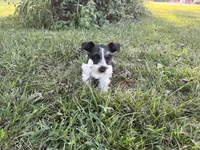 Pringle, a male Miniature Schnauzer for sale in Adrian, MO – 5 of 5