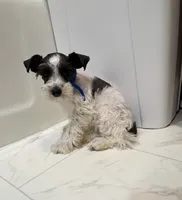 Tickles Blue, a female Miniature Schnauzer for sale in Adrian, MO – 4 of 8
