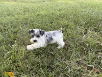 Paisley, a female Miniature Schnauzer for sale in Adrian, MO – 2 of 7