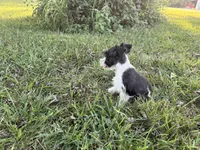 Pringle, a male Miniature Schnauzer for sale in Adrian, MO – 4 of 5