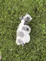 Dottie, a female Miniature Schnauzer for sale in Adrian, MO – 2 of 5
