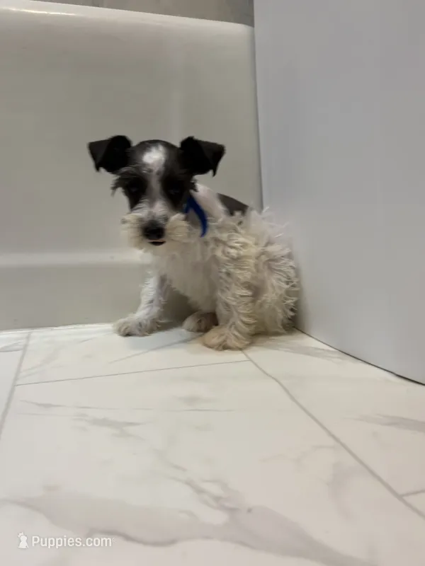 Tickles Blue – Miniature Schnauzer puppy for sale in Adrian, MO