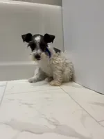 Tickles Blue, a female Miniature Schnauzer for sale in Adrian, MO – 1 of 8