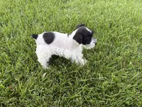 Dixie, a female Miniature Schnauzer for sale in Adrian, MO – 5 of 6