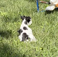 Daisy, a female Miniature Schnauzer for sale in Adrian, MO – 7 of 9