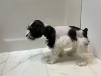 Dash, a female Miniature Schnauzer for sale in Adrian, MO – 2 of 8