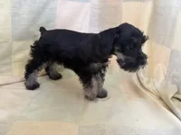 Khloe, a female Miniature Schnauzer for sale in Adrian, MO – 2 of 4