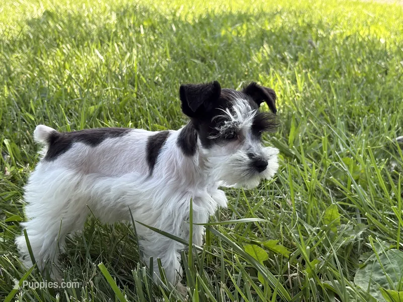 Daisy – Miniature Schnauzer puppy for sale in Adrian, MO