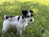 Daisy, a female Miniature Schnauzer for sale in Adrian, MO – 1 of 9