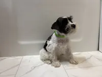 Taylor Green, a female Miniature Schnauzer for sale in Adrian, MO – 1 of 5