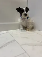 Tickles Blue, a female Miniature Schnauzer for sale in Adrian, MO – 7 of 8