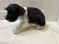 Archer, a male Miniature Schnauzer for sale in Adrian, MO – 6 of 7