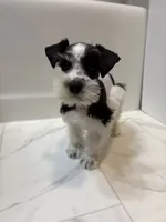 Dash, a female Miniature Schnauzer for sale in Adrian, MO – 3 of 8
