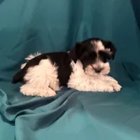 Piper, a female Miniature Schnauzer for sale in Adrian, MO – Photo 3 of 9