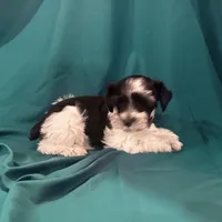 Piper, a female Miniature Schnauzer for sale in Adrian, MO – Photo 2 of 9