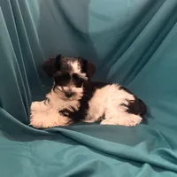 Piper, a female Miniature Schnauzer for sale in Adrian, MO – Photo 4 of 9