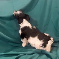 Piper, a female Miniature Schnauzer for sale in Adrian, MO – Photo 5 of 9