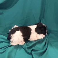 Piper, a female Miniature Schnauzer for sale in Adrian, MO – Photo 9 of 9