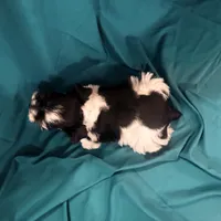 Piper, a female Miniature Schnauzer for sale in Adrian, MO – Photo 8 of 9