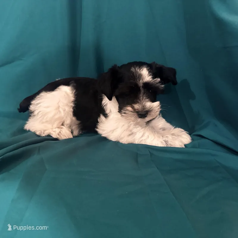 Piper, a female Miniature Schnauzer for sale in Adrian, MO – Photo 1 of 9