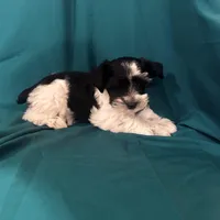 Piper, a female Miniature Schnauzer for sale in Adrian, MO – Photo 1 of 9