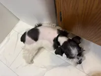 Dash, a female Miniature Schnauzer for sale in Adrian, MO – 6 of 8