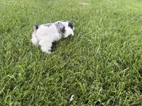 Dottie, a female Miniature Schnauzer for sale in Adrian, MO – 4 of 5