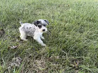 Paisley, a female Miniature Schnauzer for sale in Adrian, MO – 3 of 7
